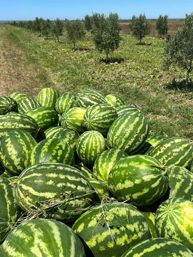 Alarm për shalqirin/ Erion Braçe: Blijeni tani të