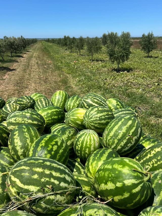 Alarm për shalqirin/ Erion Braçe: Blijeni tani të