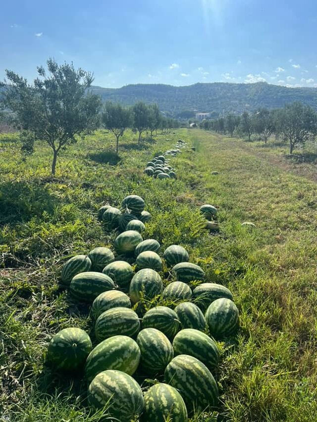 Alarm për shalqirin/ Erion Braçe: Blijeni tani të