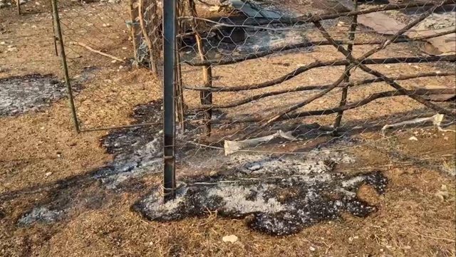 Pasojat e zjarreve, Autoriteti Kombëtar i Veterinarisë në terren: