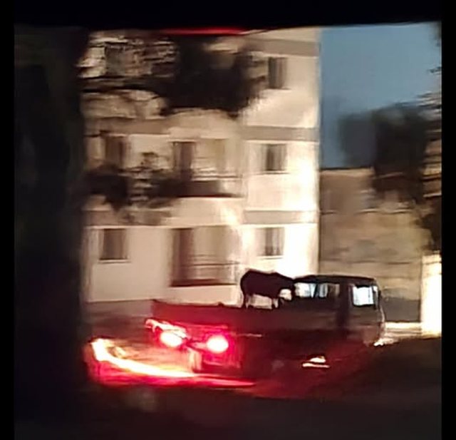 Çfarë ndodhi me kalin e djegur në Delvinë!