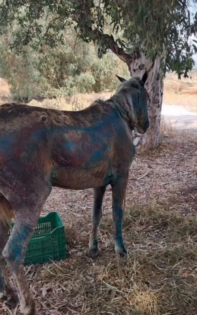 Foto/ Kali i Delvinës është shpëtuar!