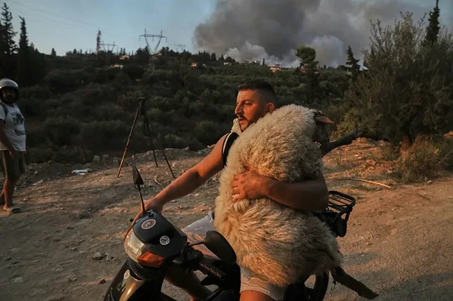 Heroi shqiptar që shpëtoi një dele në Greqi, fotoja e tij