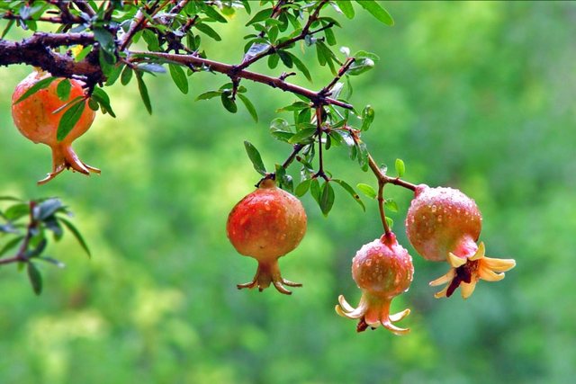 Shega, fruti magjik i vjeshtës. Ja pse s’duhet ta lini pa provuar!