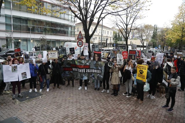 Protestë për kafshët në Tiranë: Mjaft i vratë!