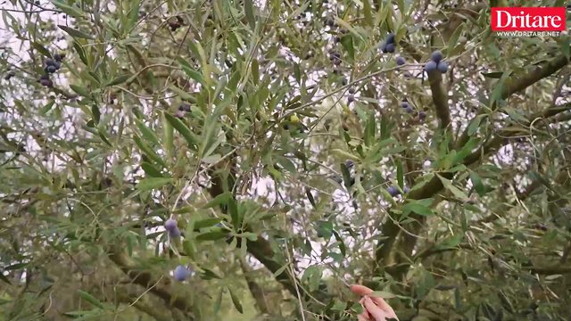 Oltioni, nga Roma te vaji i ullirit në Roshnik