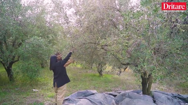 Oltioni, nga Roma te vaji i ullirit në Roshnik