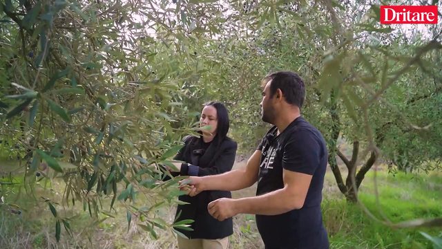 Oltioni, nga Roma te vaji i ullirit në Roshnik