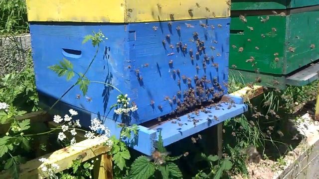 Çfarë fsheh ajri brenda koshereve të bletës? Të mirat