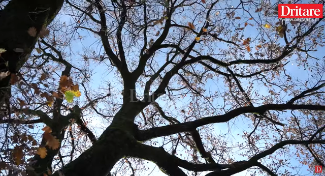 Misteri i lisit në Paftal, pse askush nuk guxoi ta presë për 250