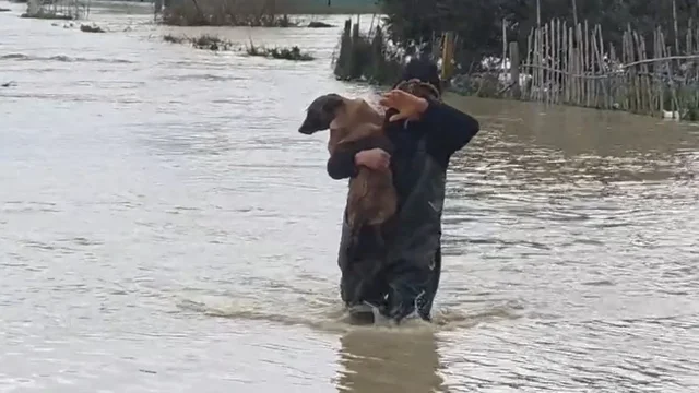 Foto-lajm/ Lumi Vjosa del jasht&euml; kontrollit, banori merr qenin n&euml;