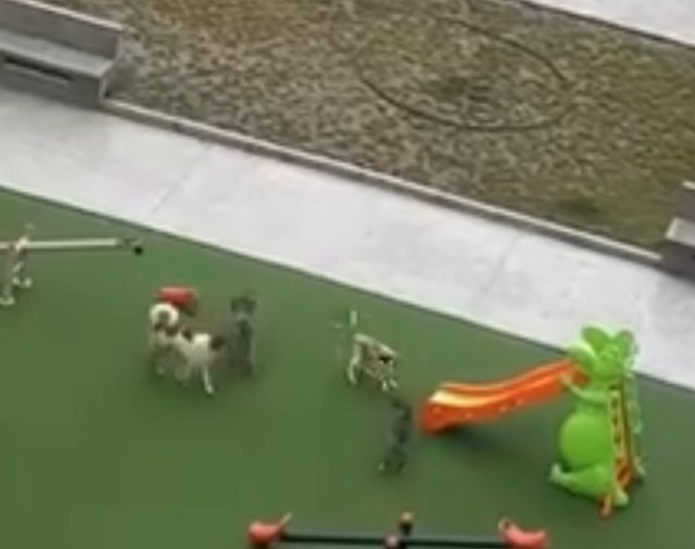 Banorja e Astirit denoncon n&euml; DritareTV: Qent&euml; endacak&euml; po na