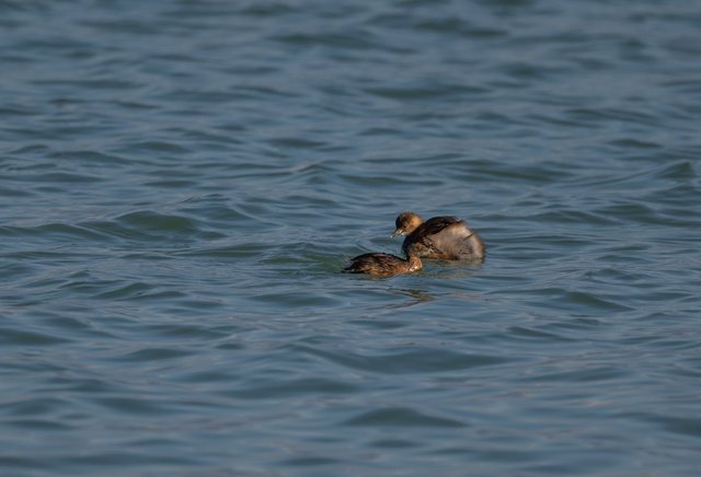 Censusi 2026/ Nga pelikani te &ccedil;afka, nis monitorimi i shpend&euml;ve