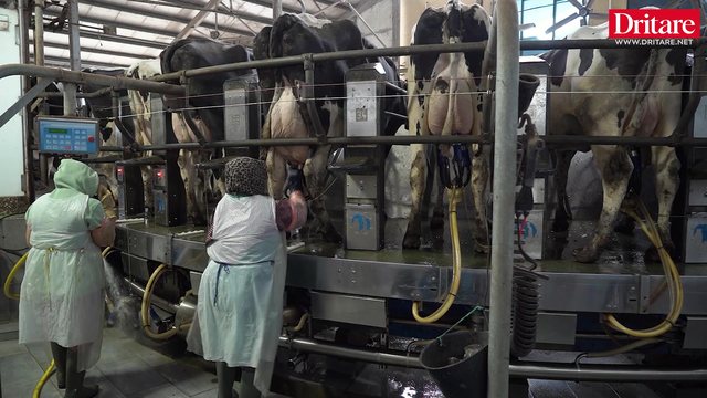 Si luftohet aflatoksina n&euml; fermat moderne shqiptare!