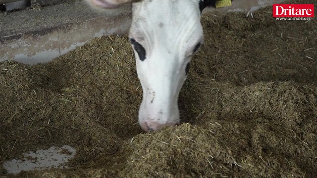 A ka bag&euml;ti n&euml; Shqip&euml;ri? Ja &ccedil;far&euml; thon&euml;