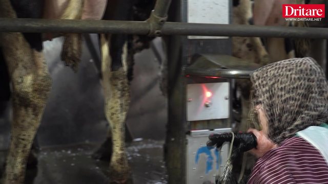 N&euml; ferm&euml;n me 1400 lop&euml; n&euml; Divjak&euml;!