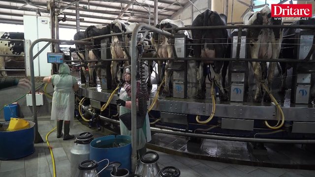 N&euml; ferm&euml;n me 1400 lop&euml; n&euml; Divjak&euml;!