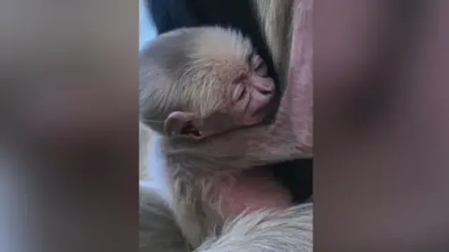 Majmuni q&euml; preku rrjetin, m&euml; n&euml; fund gjen shok&euml;t e tij