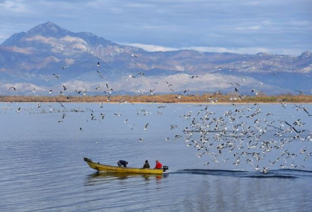 Liqeni i Shkodrës shpallet Rezervë Biosfere e UNESCO-s
