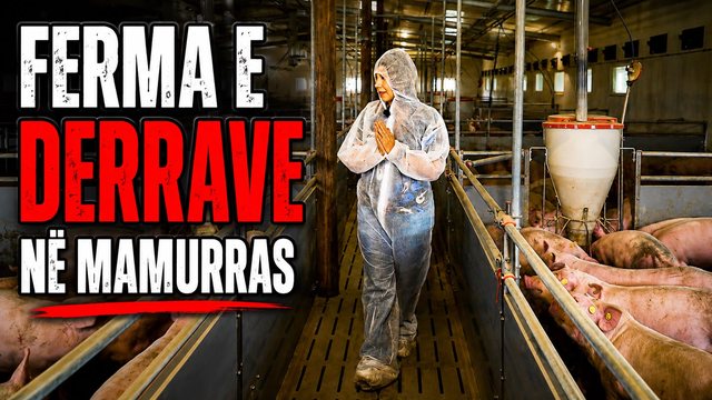 Brenda ferm&euml;s s&euml; derrave ku &euml;sht&euml; ndaluar hyrja! Ndodhet