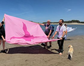 Brezi Z merr fjalën me anë të Revolucionit të Flamingove Rozë