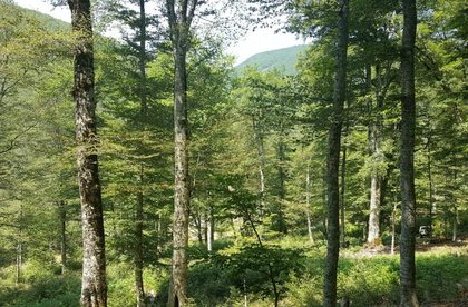 Forest Europe — propagandë e vjetër