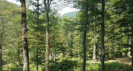 Forest Europe — propagandë e vjetër