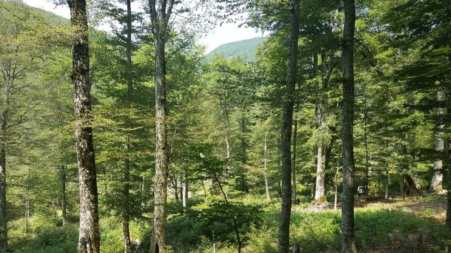 Forest Europe — propagandë e vjetër