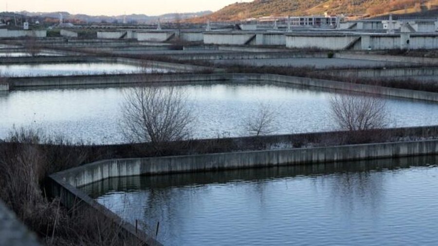 Nga Laguna te Lana: Çfarë Na Tregon Revolucioni i Flamingove