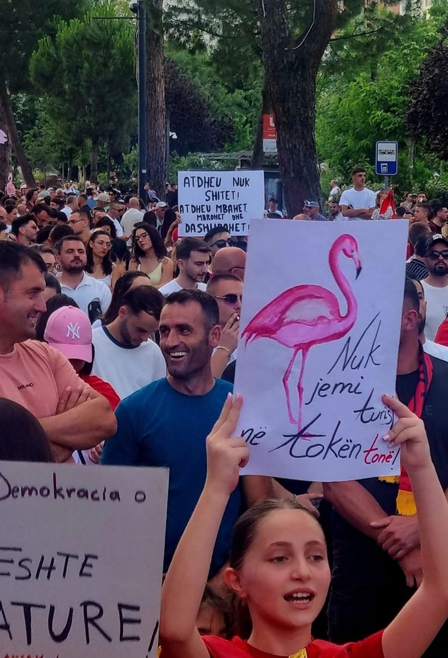 Brezi Z merr fjalën me anë të Revolucionit të Flamingove