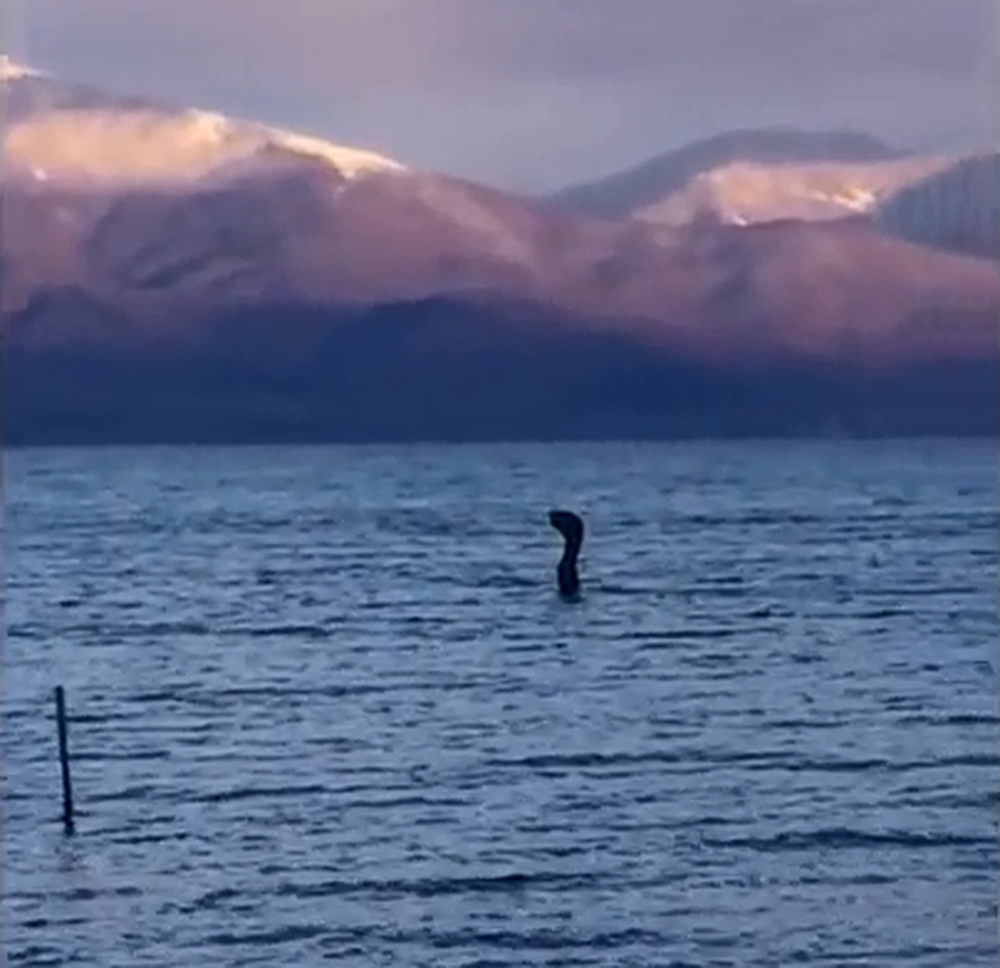 Video e &ldquo;monstr&euml;s&rdquo; n&euml; Liqenin e Pogradecit b&euml;n xhiron