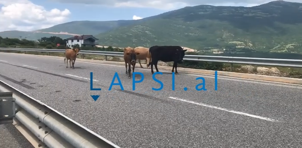 VIDEO/ Lop&euml;t t&euml; pashqet&euml;suara p&euml;rgjat&euml; Rrug&euml;s