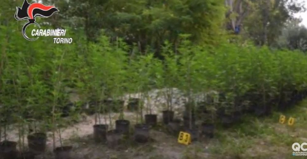 Zbulohet plantacioni me marijuan&euml; n&euml; Itali, arrestohen dy