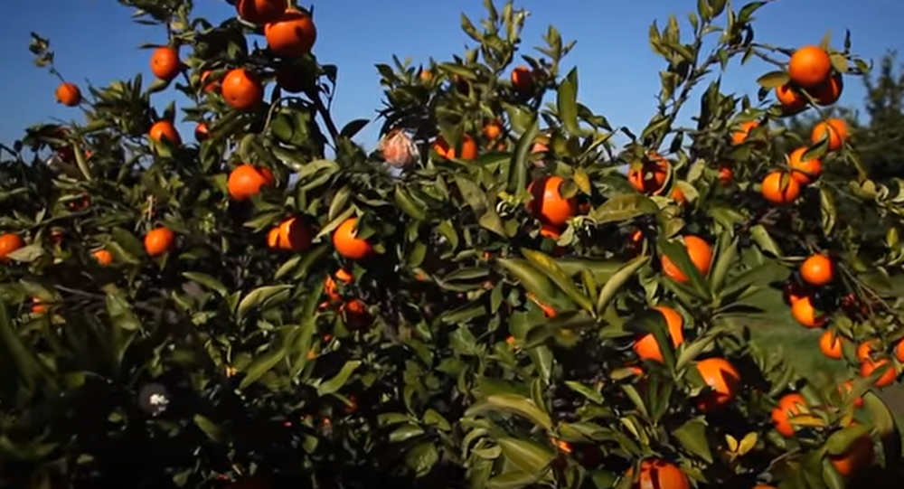 Prodhimi i mandarinave i lart&euml;, &ccedil;mimi i ulur n&euml;n nivelin e