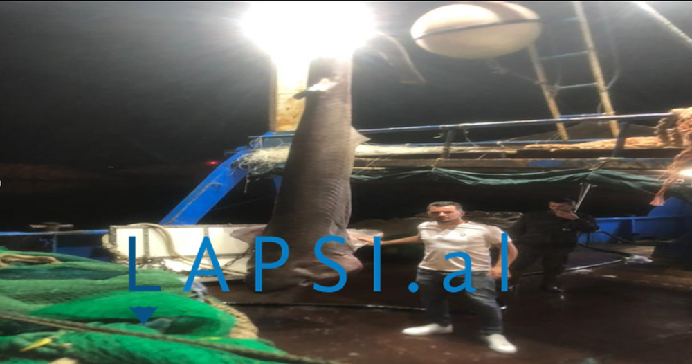 E rrall&euml;/ Kapet peshkaqeni 450 kg n&euml; Durr&euml;s, njihet si nj&euml;