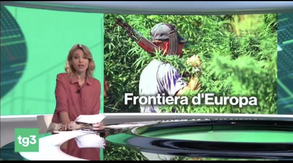 VIDEO/ RAI3 nxjerr raportin sekret: Mbjellja e kanabisit n&euml; Shqip&euml;ri u