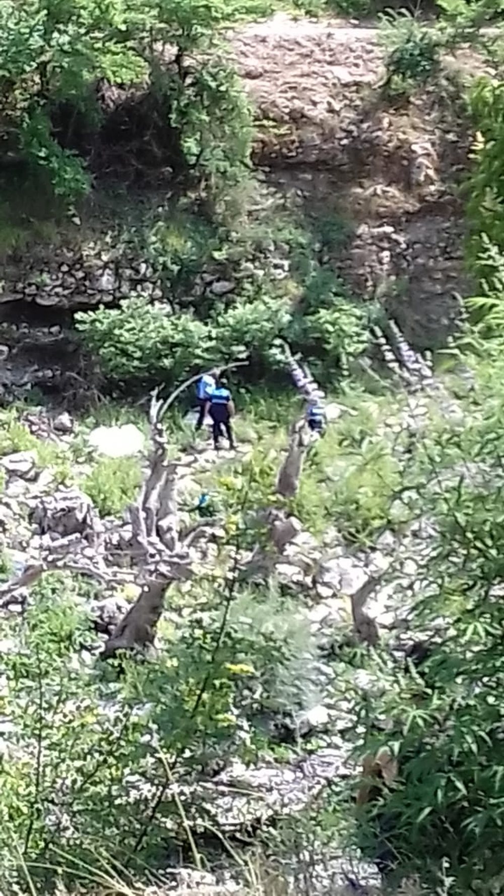 Rr&euml;zohet nga pema, nd&euml;rron jet&euml; kasapi n&euml; K&euml;lcyr&euml;