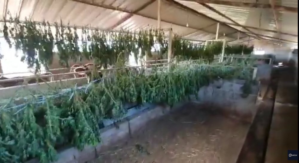 Artan Hoxha nxjerr VIDEON/ Shikoni magazin&euml;n ku po thahet kanabisi
