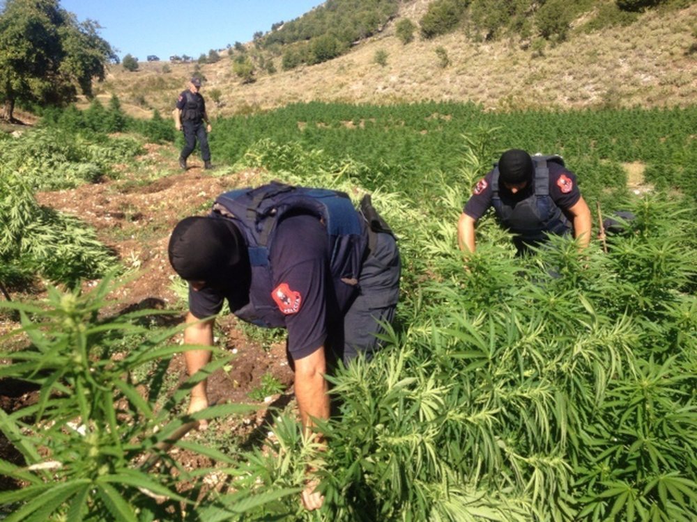 6 t&euml; arrestuar p&euml;r kanabis n&euml; Mat