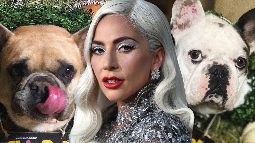 Lady Gaga, 500 mij&euml; dollar&euml; shp&euml;rblim p&euml;r qent&euml; e saj