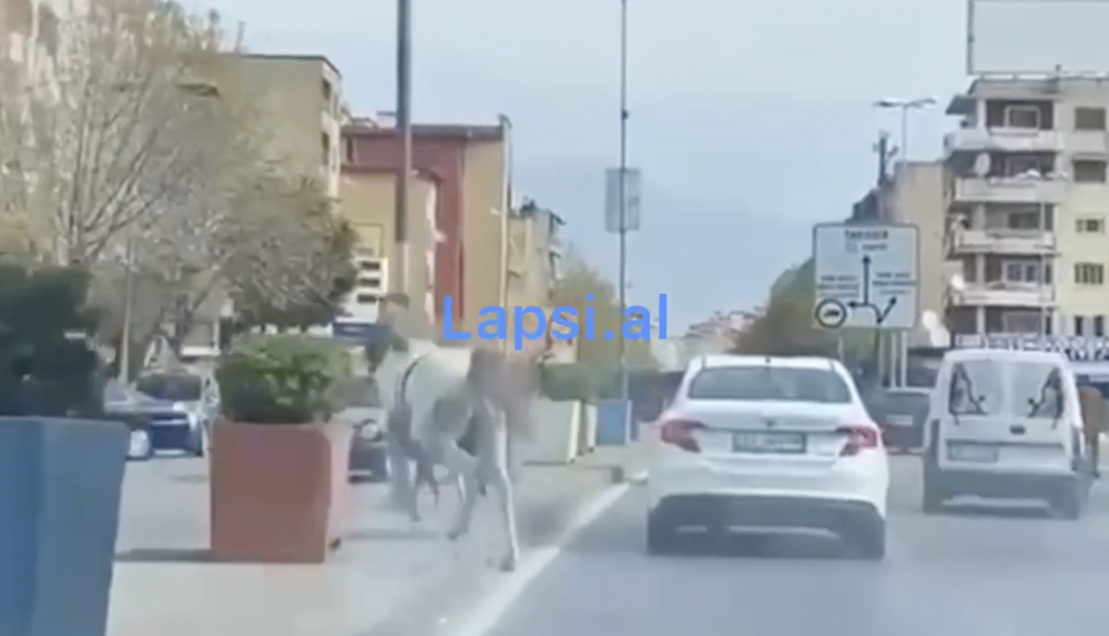 (VIDEO) Makina p&euml;rplas fort kalin n&euml; Shkod&euml;r