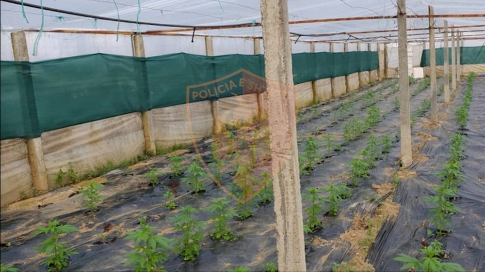 Zbulohet serra me 2600 rr&euml;nj&euml; kanabis n&euml; Vaun e Dej&euml;s,
