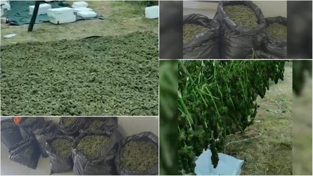 Kontrolle kanabisi n&euml; Shkod&euml;r/ Sekuestrohen 246 kilogram&euml;,