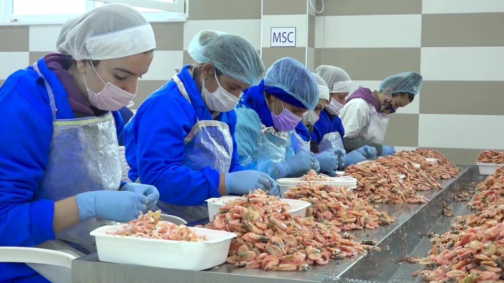 Pun&euml;simi i t&euml; miturve n&euml; fabrik&euml;n e karkalecave alarmon