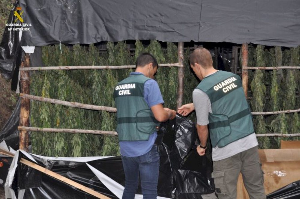 Kishin ngritur plantacionin e kanabisit n&euml; pyll, prangosen 2 shqiptar&euml;