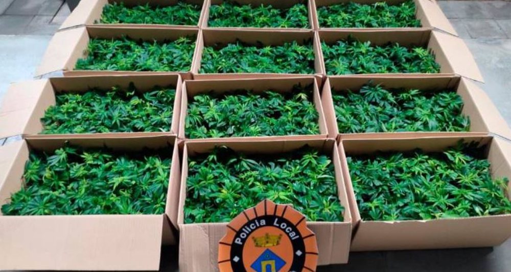 U kap me 1440 bim&euml; marijuane, arrestohet shqiptari n&euml; Spanj&euml;