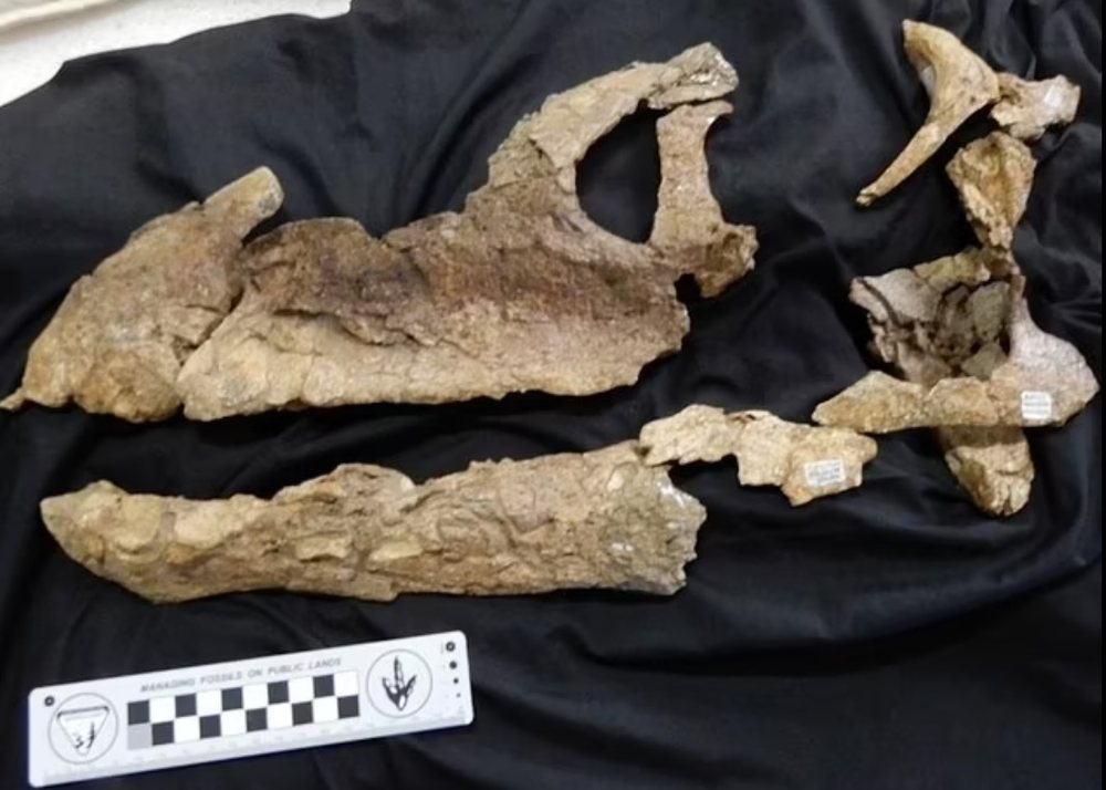 FOTO/ Zbulohet kafka e nj&euml; dinozauri t&euml; 100 milion&euml; viteve