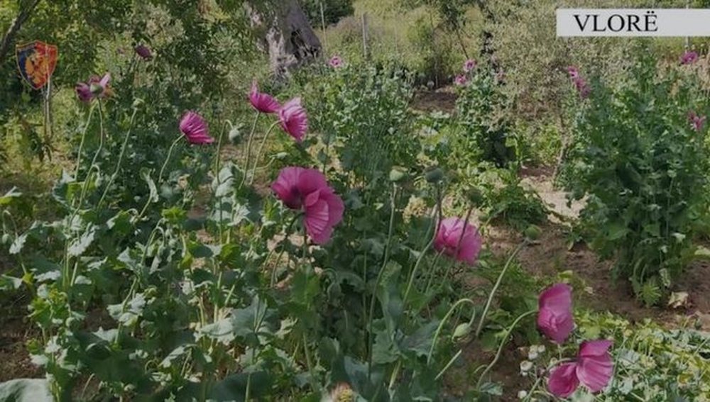 U arrestua p&euml;r kultivim opiumi, m&euml;suesi nga Vlora: E p&euml;rdorim