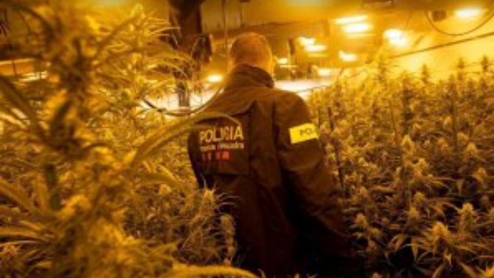 Sherr n&euml; plantacionin e &kappa;anabisit/ 52-vje&ccedil;ari godet p&euml;r