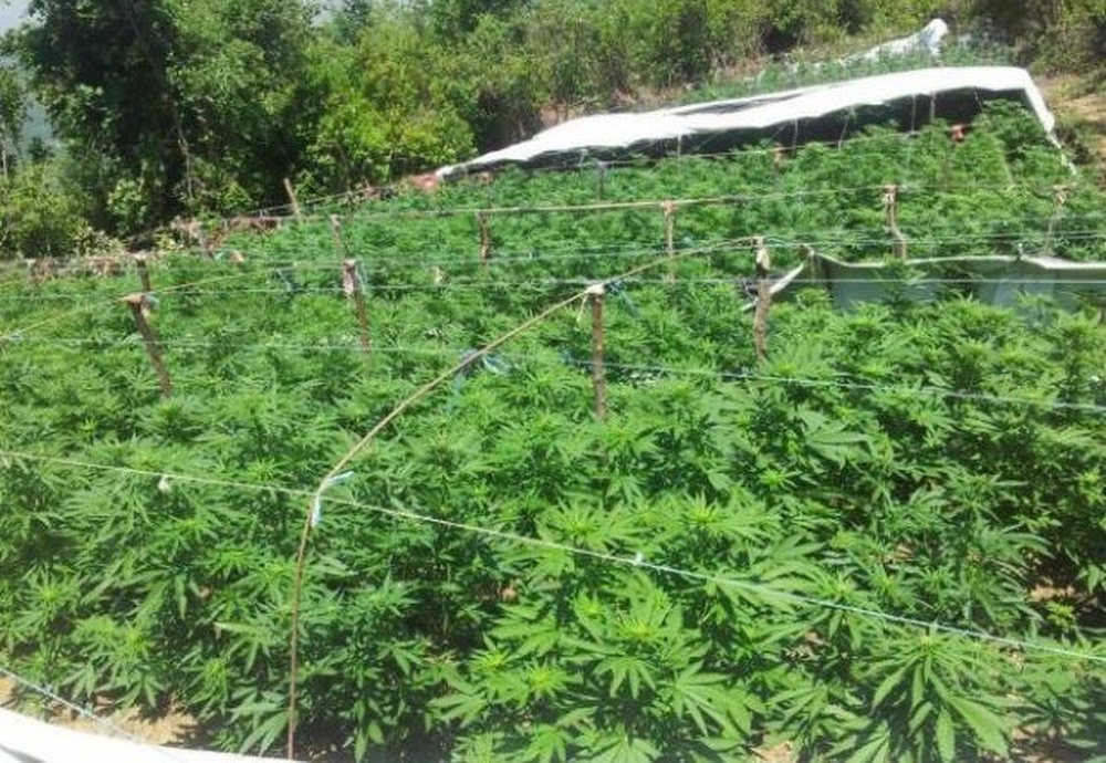 Kanabisi s'ka t&euml; sosur, zbulohen 13 mij&euml; rr&euml;nj&euml; n&euml;